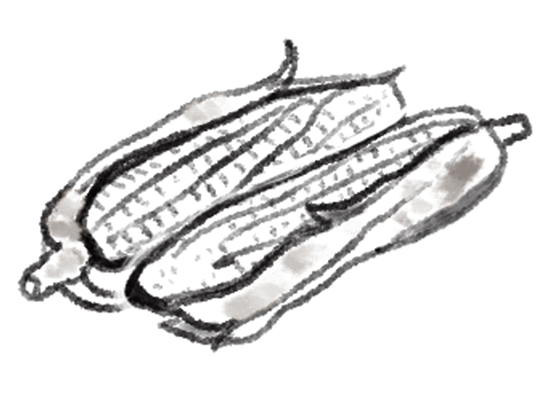 もろこしのイラスト